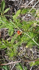 Asparagus transvaalensis