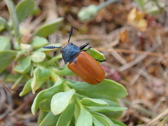 Labidostomis taxicornis