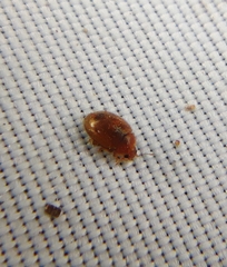 Rhyzobius litura