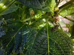 Protonectarina sylveirae