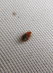 Rhyzobius litura