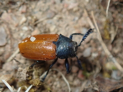 Labidostomis taxicornis
