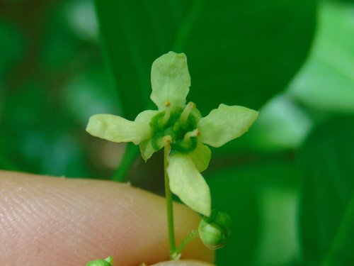 bršlen európsky (Euonymus europaeus)