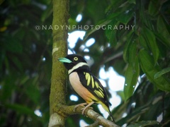 Eurylaimus ochromalus