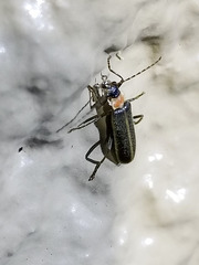 Podabrus quadratus