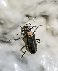Podabrus quadratus
