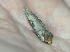 Xylena thoracica