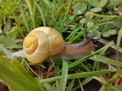 Cepaea hortensis