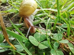 Cepaea hortensis
