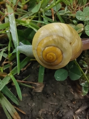 Cepaea hortensis