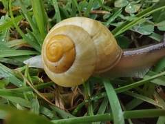Cepaea hortensis