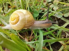 Cepaea hortensis