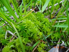 Sphagnum mendocinum
