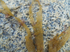 Dictyota kunthii