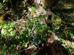 Euphorbia semiperfoliata