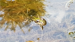 Pelophylax lessonae