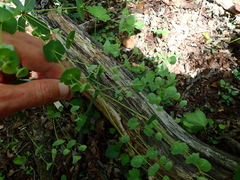Euphorbia semiperfoliata