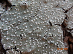 Pertusaria subambigens