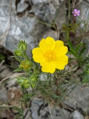 Potentilla hirta