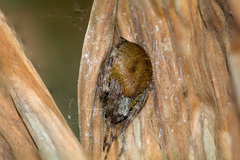 Eriophora