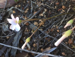 Oxalis dentata