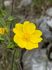 Potentilla hirta