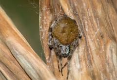 Eriophora