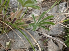 Potentilla hirta