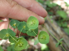 Euphorbia semiperfoliata