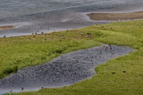 Canada Goose photographed in Wyoming