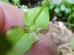Stellaria crispa