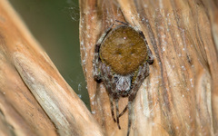 Eriophora