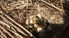 Anas platyrhynchos