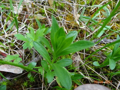 Sericocarpus rigidus