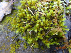 Racomitrium ryszardii