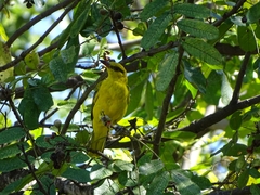 Oriolus auratus