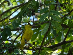 Oriolus auratus