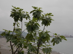 Ficus carica