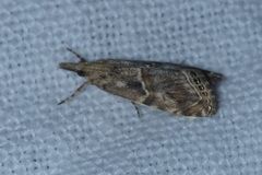 Euchromius cambridgei