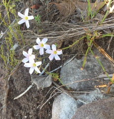 Oxalis dentata