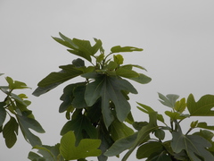 Ficus carica