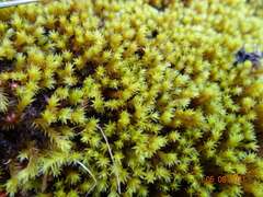 Racomitrium ryszardii