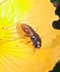 Acmaeodera neglecta neoneglecta