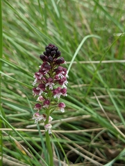 Neotinea ustulata ustulata