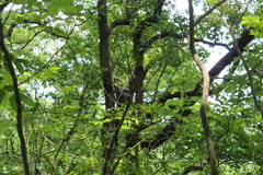 Aphelocoma wollweberi