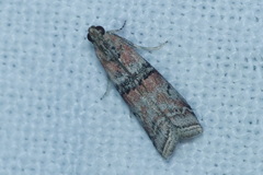 Merulempista turturella