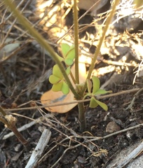 Oxalis dentata