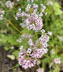 Asperula hirsuta