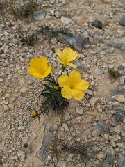 Linum campanulatum