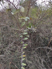 Smilax glabra